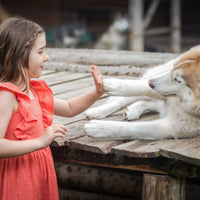 Gutschein Husky Erlebnis Wochenende