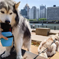 Tamer Trinkflasche für Hunde in Türkis aus der ein Husky trinkt