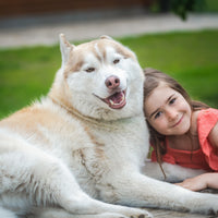 Gutschein Husky Erlebnis Wochenende