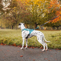 Ein Dalmatiner in Rush Harness Geschirr mint farben