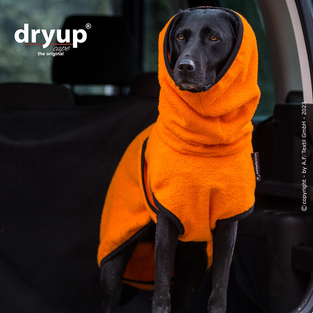 Ein schwarzer Hund mit Dryup Cape Hundebademantel, der auch den Kopf wie eine Kopfbedeckung schuetzt