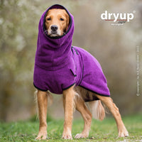 Ein Hund mit lila Dryup Cape Bademantel, der auch den Kopf schuetzt und waermt.