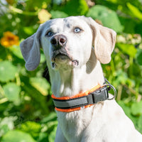 Halsband Soft Klickverschluss