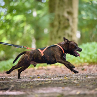 Ein kleiner brauner Hund in orangem Rush Harness Geschirr