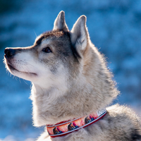 InuaDogs Hi Comfort Zugstophalsband | verschiedene Muster und Farben