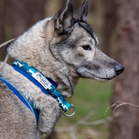 InuaDogs Hi Comfort Zugstophalsband | verschiedene Muster und Farben
