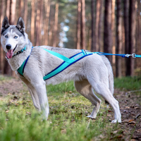 Ein Huskys traeg ein Inua Hundegeschirr in blau