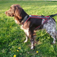 Kainpo Sprint Zuggeschirr Kainpo – Performance-Geschirr für Canicross, Bikejöring & Dogscooter