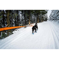 Ein verschneiter Waldweg und ein Hund geht voran und ist an einer Zugleine befestigt