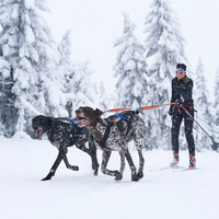 Hundeleine Nonstop Double Leash für 2 Hunde mit Ruckdämpfer im Einstz im Schnee mit 2 Hunde davor