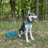Set aus Leine und Geschirr am Husky