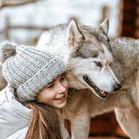 Gutschein – Kleine Rudelpause im Husky-Rudel