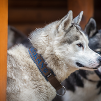 Gutschein – Kleine Rudelpause im Husky-Rudel
