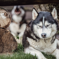 Gutschein – Kleine Rudelpause im Husky-Rudel