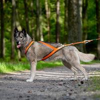 InuaDogs V-Back / Foxy Forest / Orange