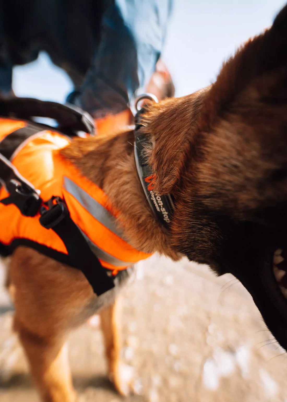 Non-stop dogwear Safe Life Jacket 2.0