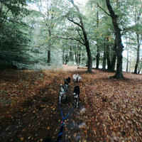 Gutschein Husky Schlittenfahrt (auf Räder)