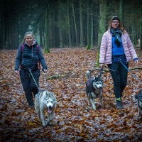 Gutschein Husky Erlebnis Wochenende