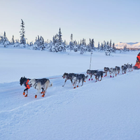 Non-stop X-Back Nansen Nome 5.0 Zuggeschirr