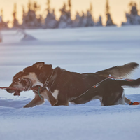 Non-stop X-Back Nansen Nome 5.0 Zuggeschirr