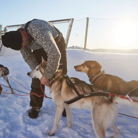 Non-stop X-Back Nansen Nome 5.0 Zuggeschirr