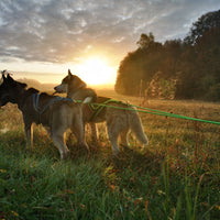 Gutschein Husky Erlebnis Wochenende