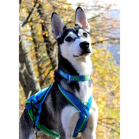 Inlandsis Schlittenhundehalsband Névé