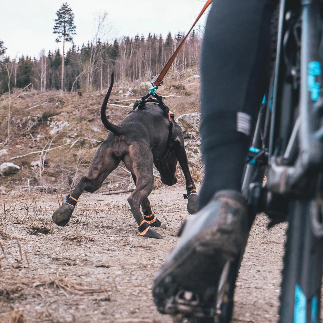 Nonstop Protector Bootie am Hund beim Laufen