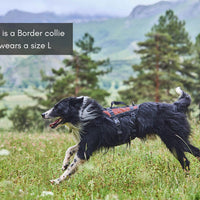 Rock Harness Long Non-Stop