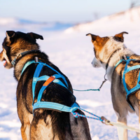 VIP Dogwear R-Back Zuggeschirr in Türkis an 2 Alaskan Huskys von hinten zu sehen