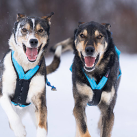VIP Dogwear R-Back Zuggeschirr in Türkis an 2 Alaskan Huskys