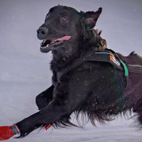 Non-stop Dogwear Freemotion H-Back Zughundegeschirr