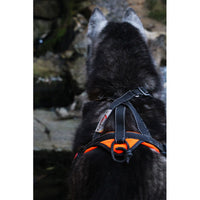 Sledwork Trekking Harness Hunde Geschirr
