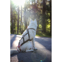 Zuggeschirr Sledwork Xback Active G3