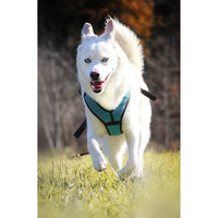 Sledwork Mountain Pro Harness Geschirr Hund