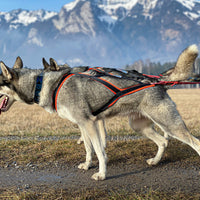 Zuggeschirr Sledwork Xback Active G2