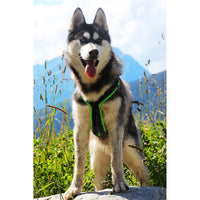 Sledwork Trekking Harness Hunde Geschirr