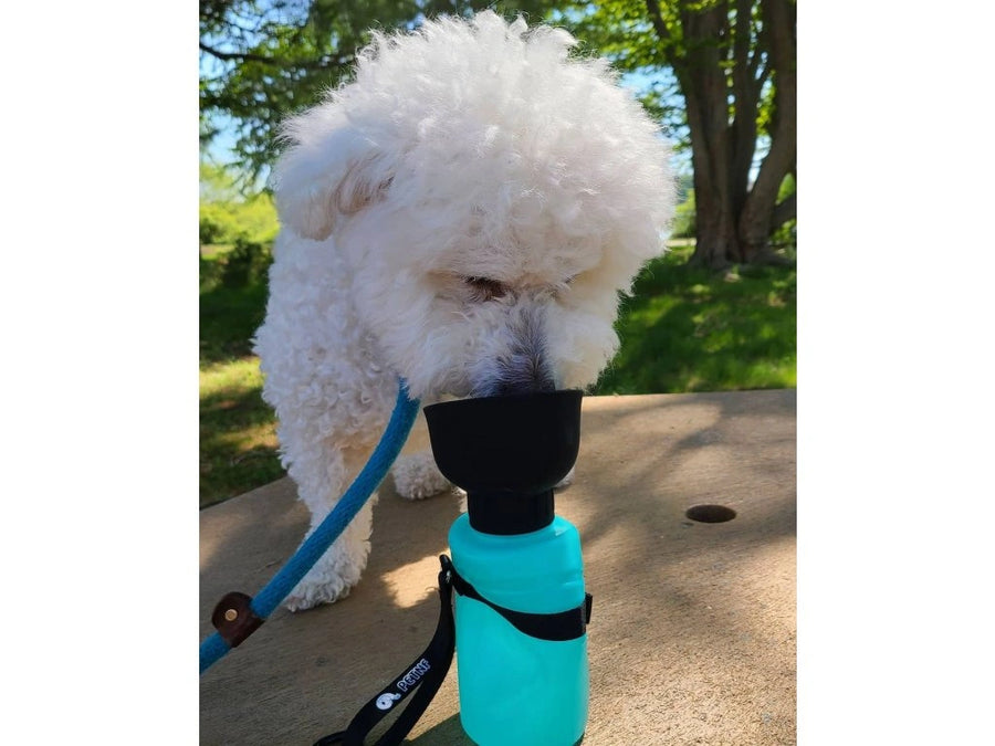 Tamer Trinkflasche für Hunde in Türkis aus der ein Weißer Hund trinkt