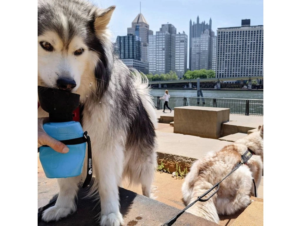 Tamer Trinkflasche für Hunde in Türkis aus der ein Husky trinkt