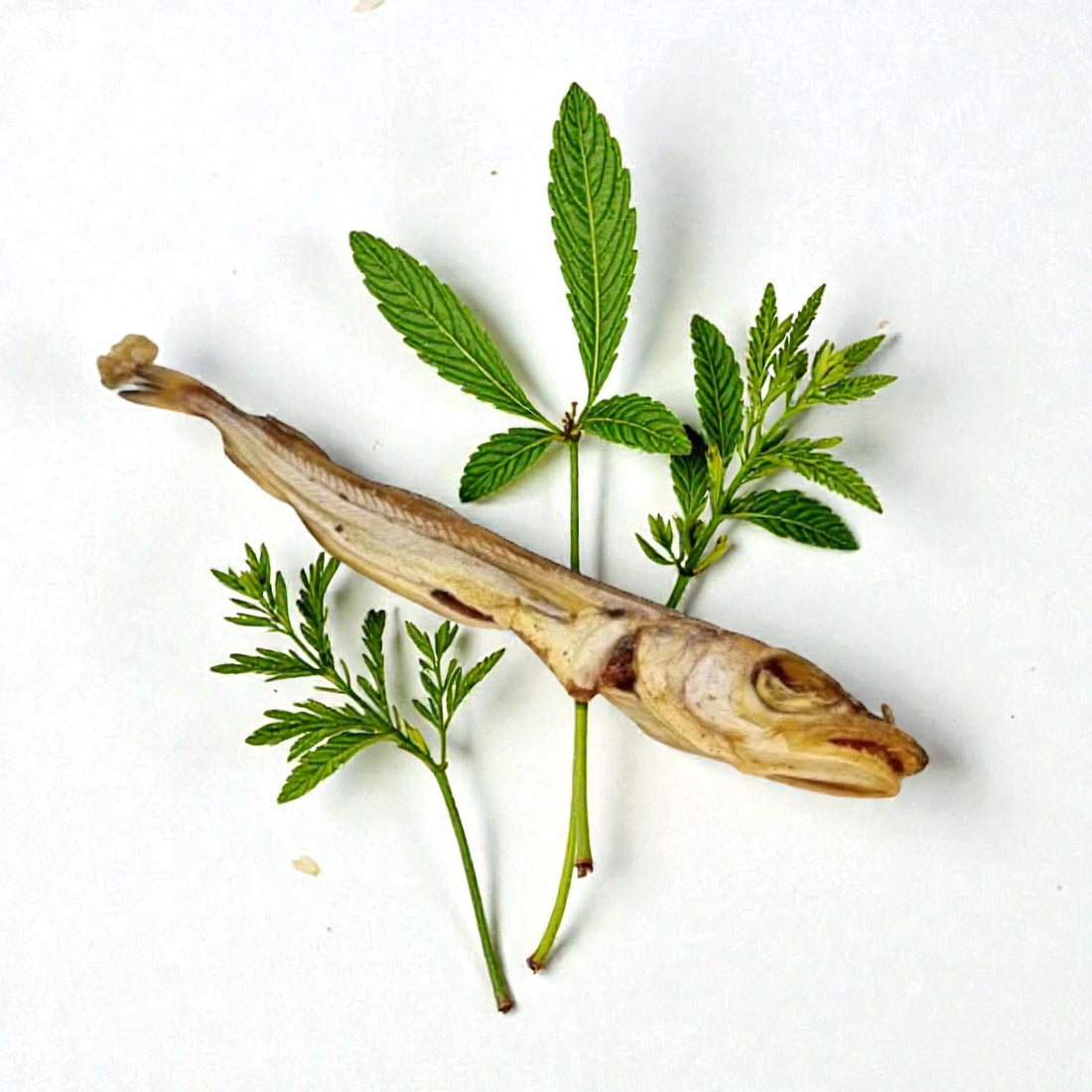 ganzer Schellfisch 3 Stück