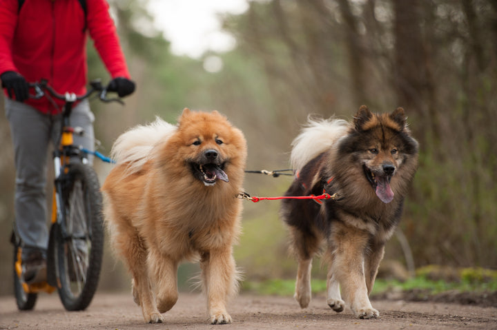 Mann auf Dogscooter mit 2 Hunde davor