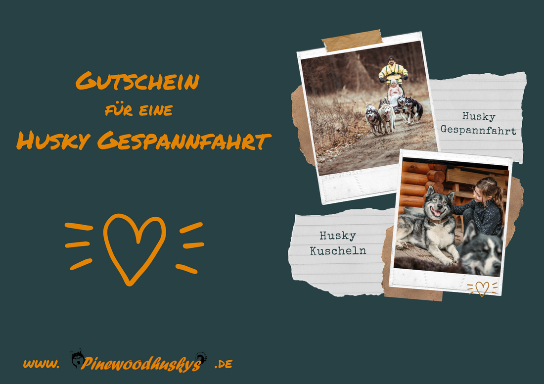 Gutschein Husky Gespannfahrt