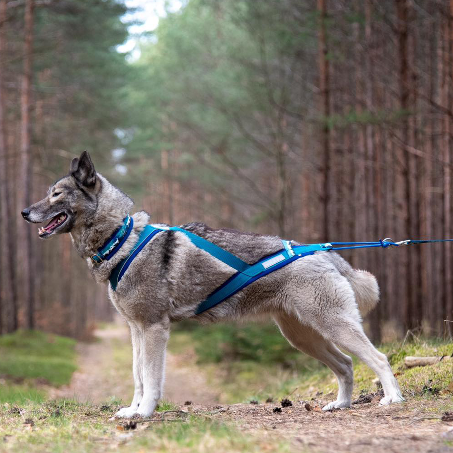 Ein grauer grosser Hund in dunkelblauem Hundegeschirr von Inua