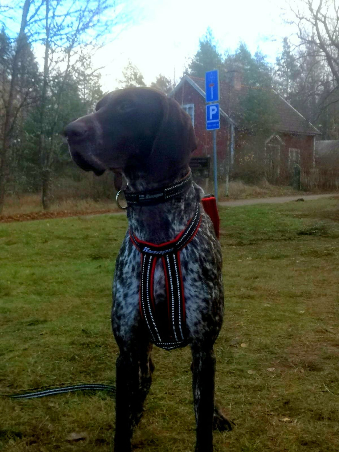 Kainpo Sprint Zuggeschirr Kainpo – Performance-Geschirr für Canicross, Bikejöring & Dogscooter