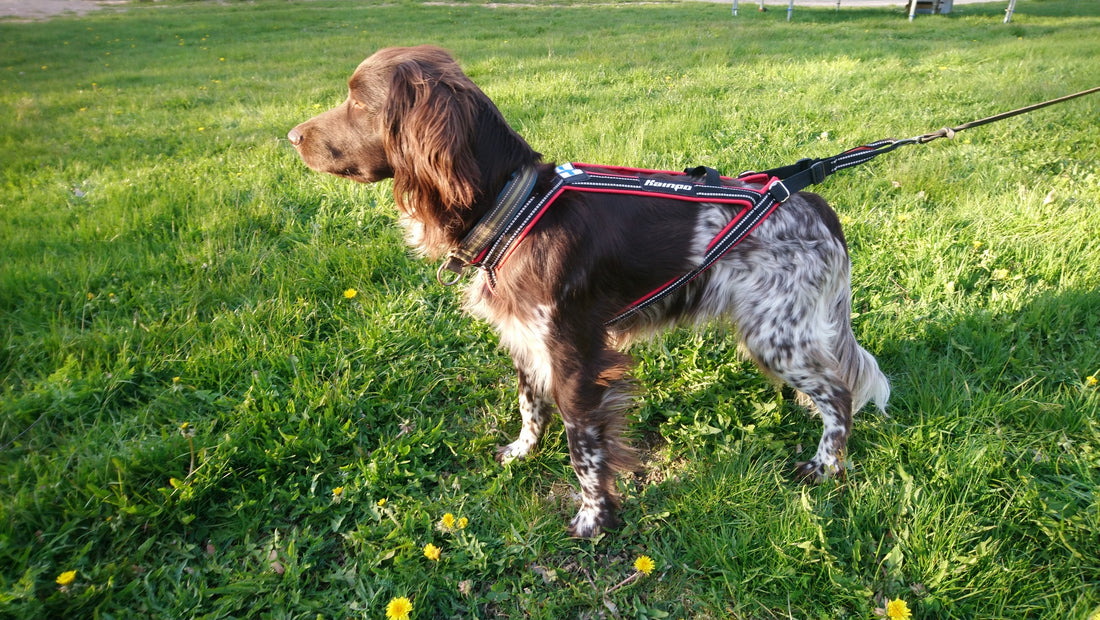Kainpo Sprint Zuggeschirr Kainpo – Performance-Geschirr für Canicross, Bikejöring & Dogscooter