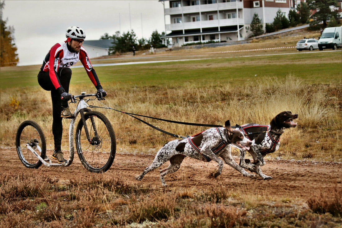 Kainpo Sprint Zuggeschirr Kainpo – Performance-Geschirr für Canicross, Bikejöring & Dogscooter