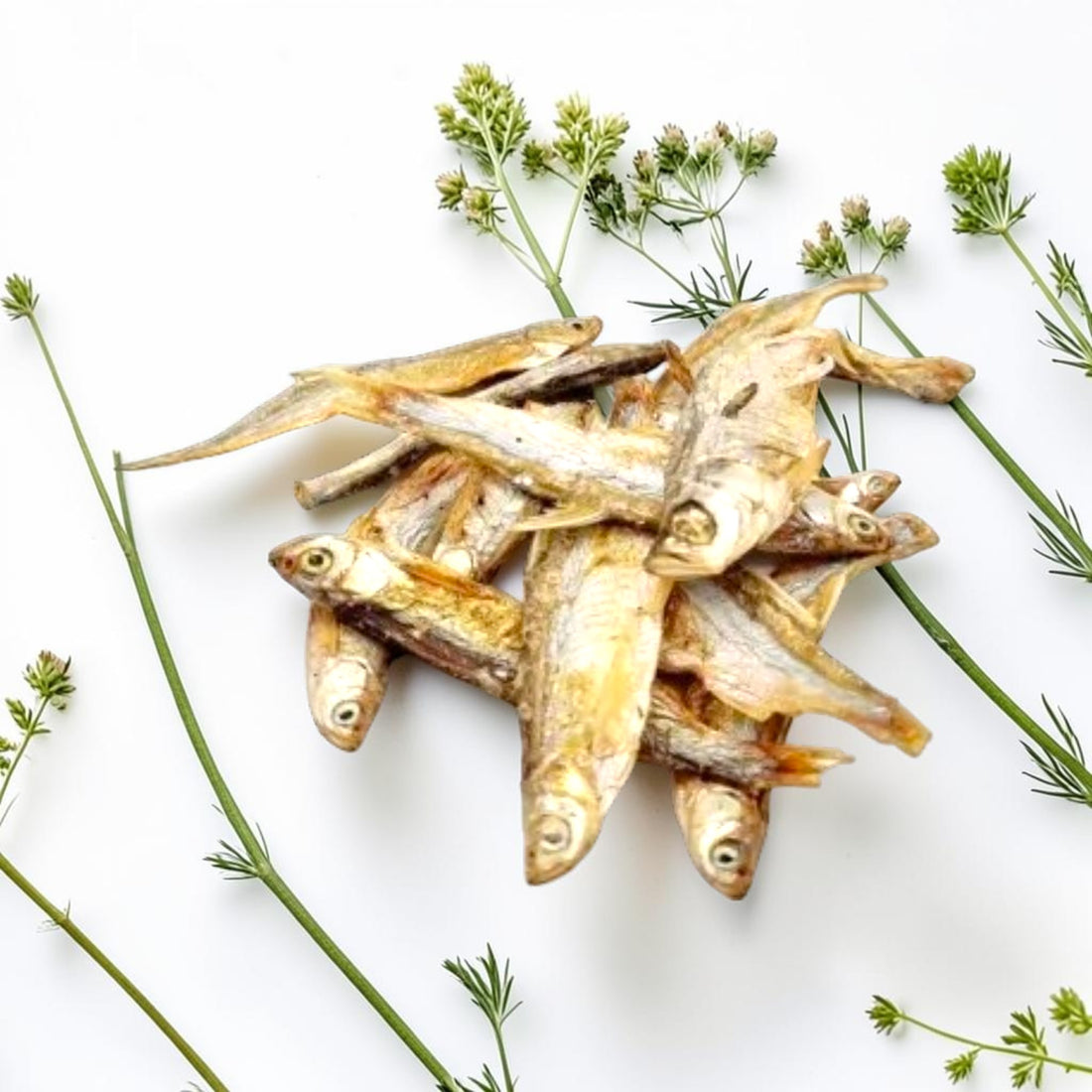 Karpfen getrocknet – Natürlicher Fischsnack für Hunde