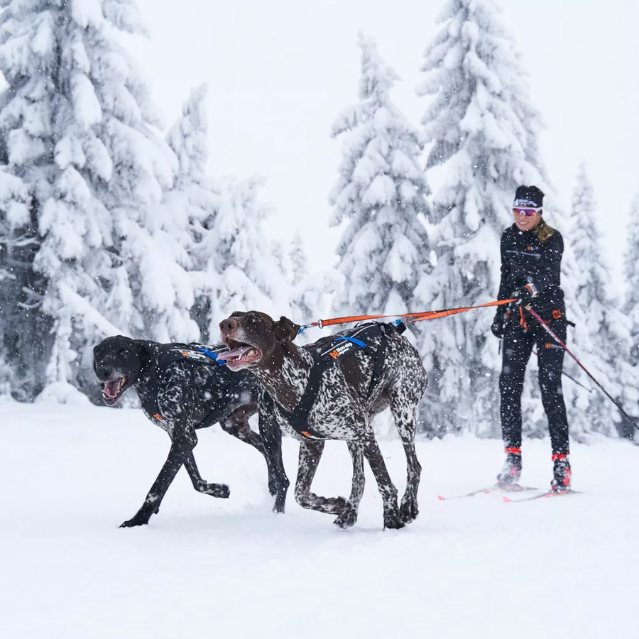 Hundeleine Nonstop Double Leash für 2 Hunde mit Ruckdämpfer im Einstz im Schnee mit 2 Hunde davor