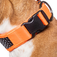 Tamer Hundehalsband Orange am Hund 