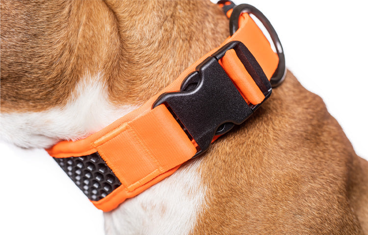 Tamer Hundehalsband Orange am Hund 